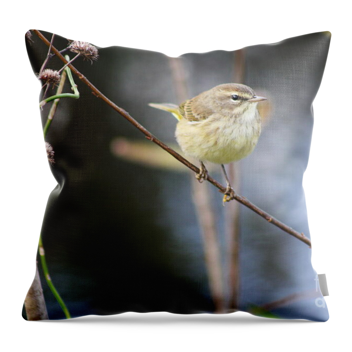 Yellow Bird Throw Pillow featuring the photograph Little Yellow Bird In The Glades by Christiane Schulze Art And Photography