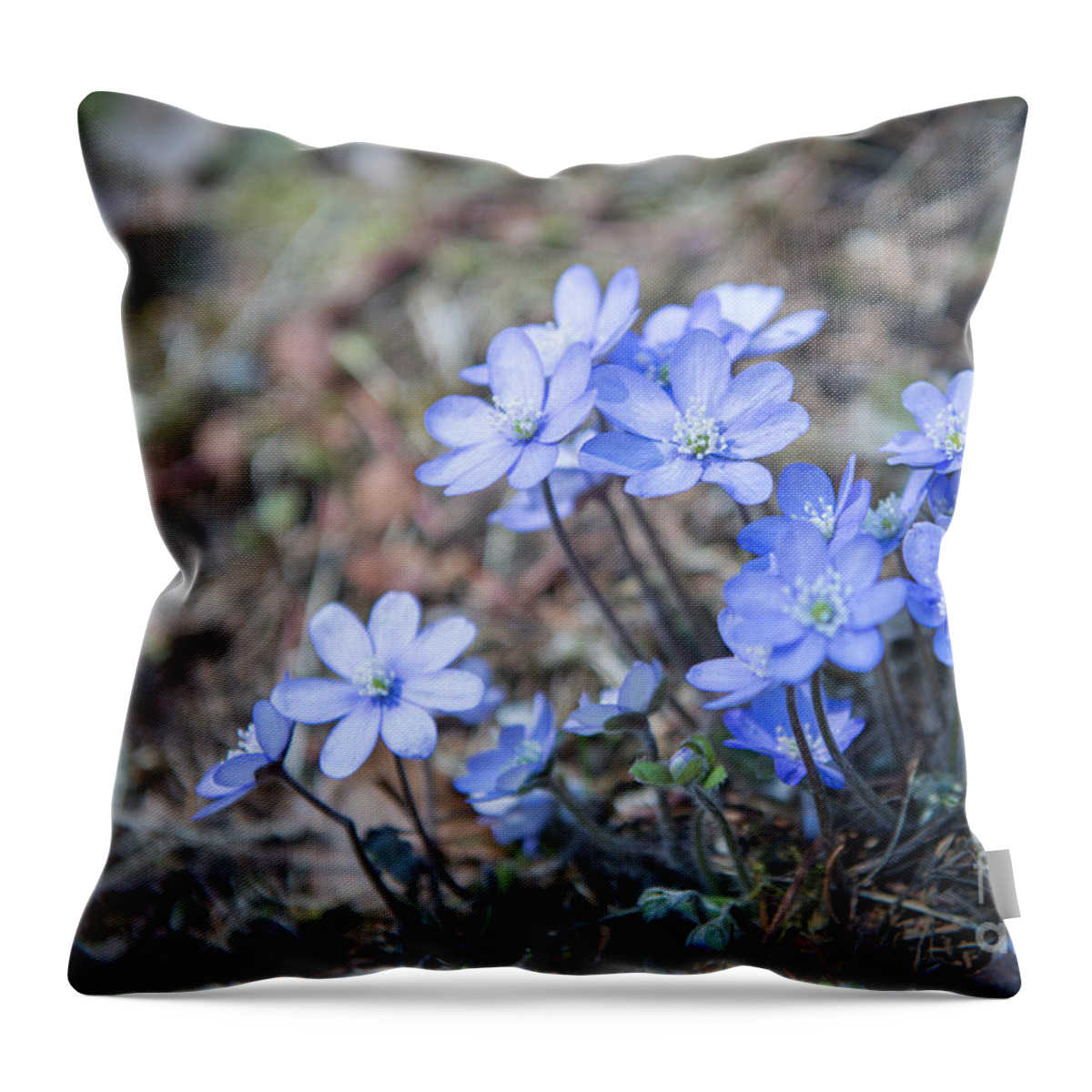 Hepatica Nobilis Throw Pillow featuring the photograph liverleaf II by Hannes Cmarits