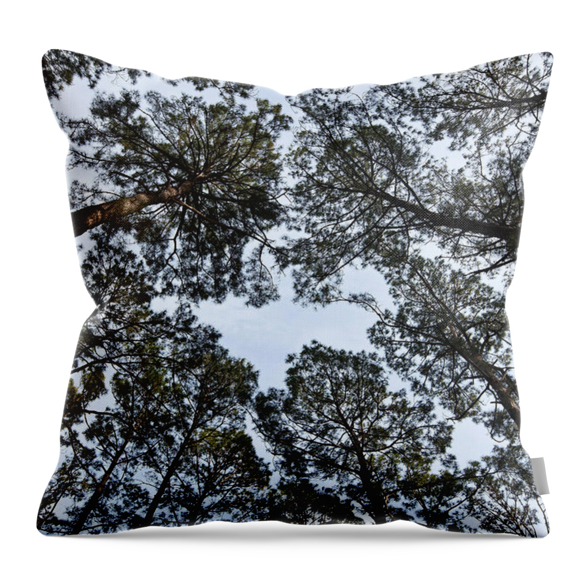 Forest Canopy Throw Pillow featuring the photograph Loblolly Pine Forest Canopy by Greg Dimijian