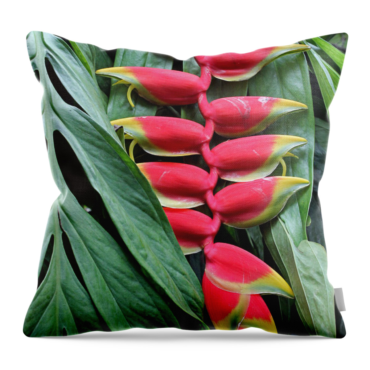 Lobster Claw Throw Pillow featuring the photograph Lobster Claw by Tony Murtagh