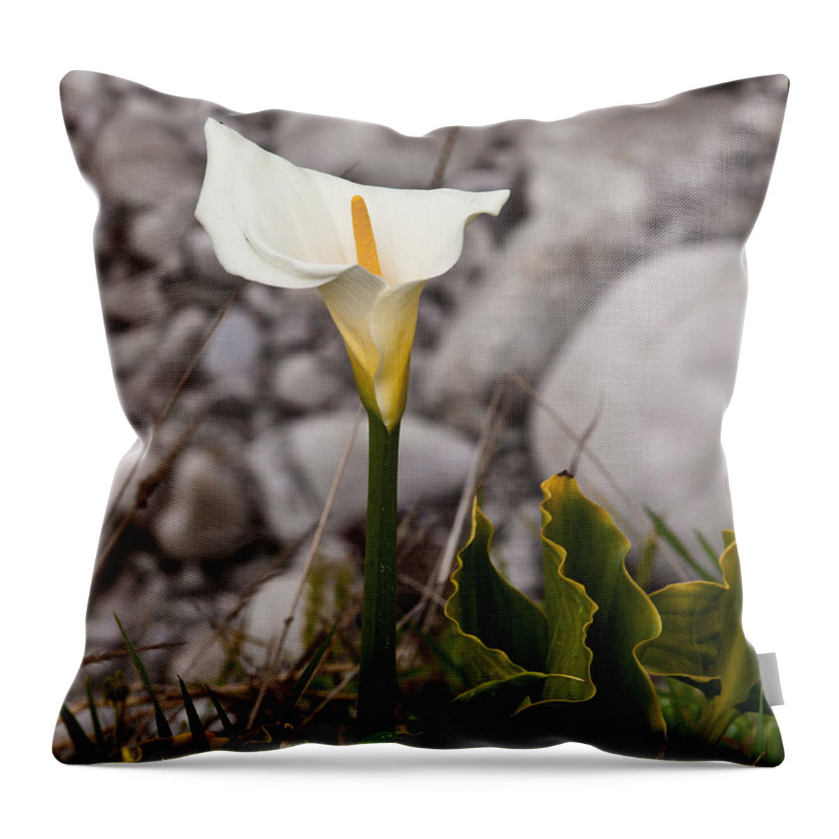 White Flower Throw Pillow featuring the photograph Lone Calla Lily by Melinda Ledsome