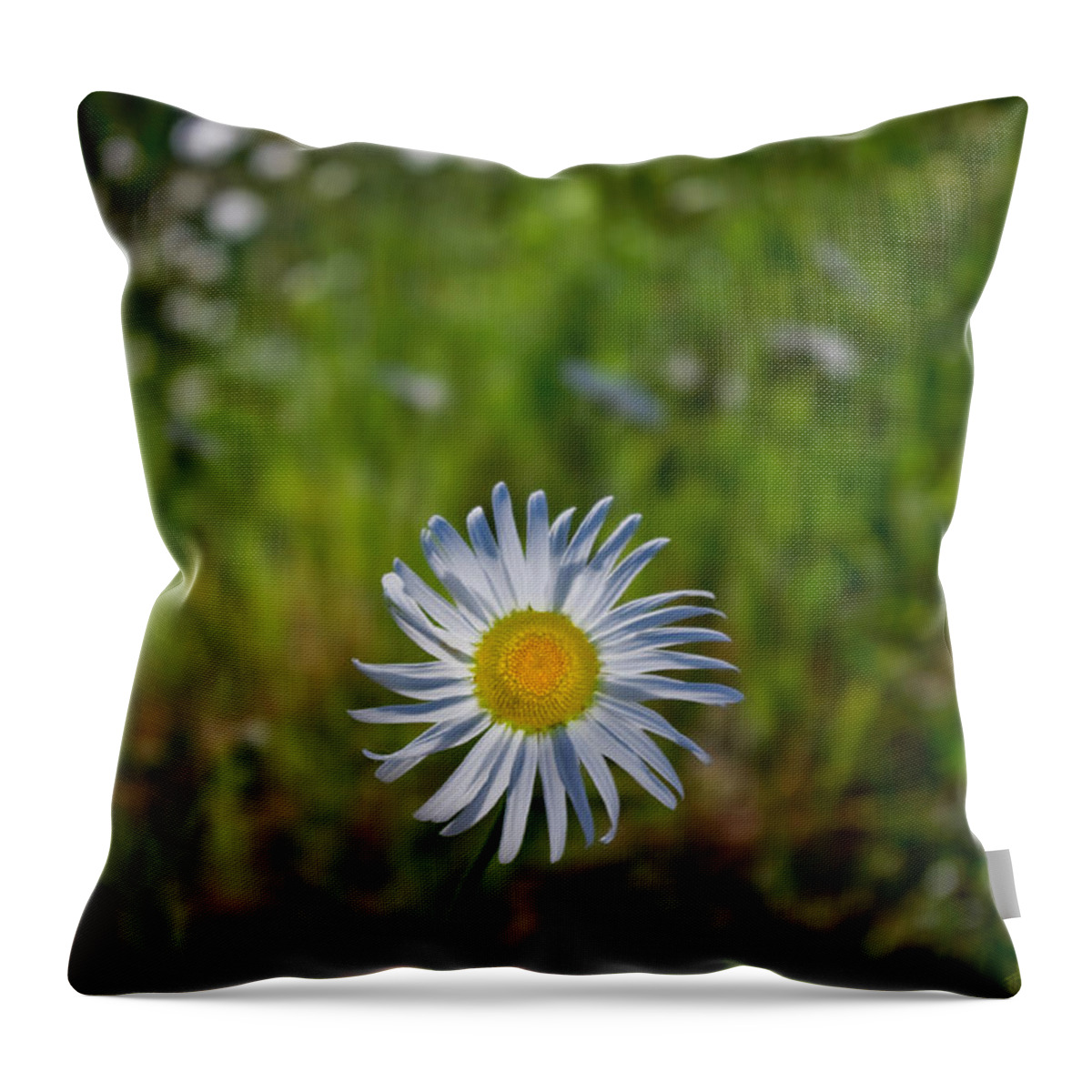 Adria Trail Throw Pillow featuring the photograph Lone Daisy by Adria Trail