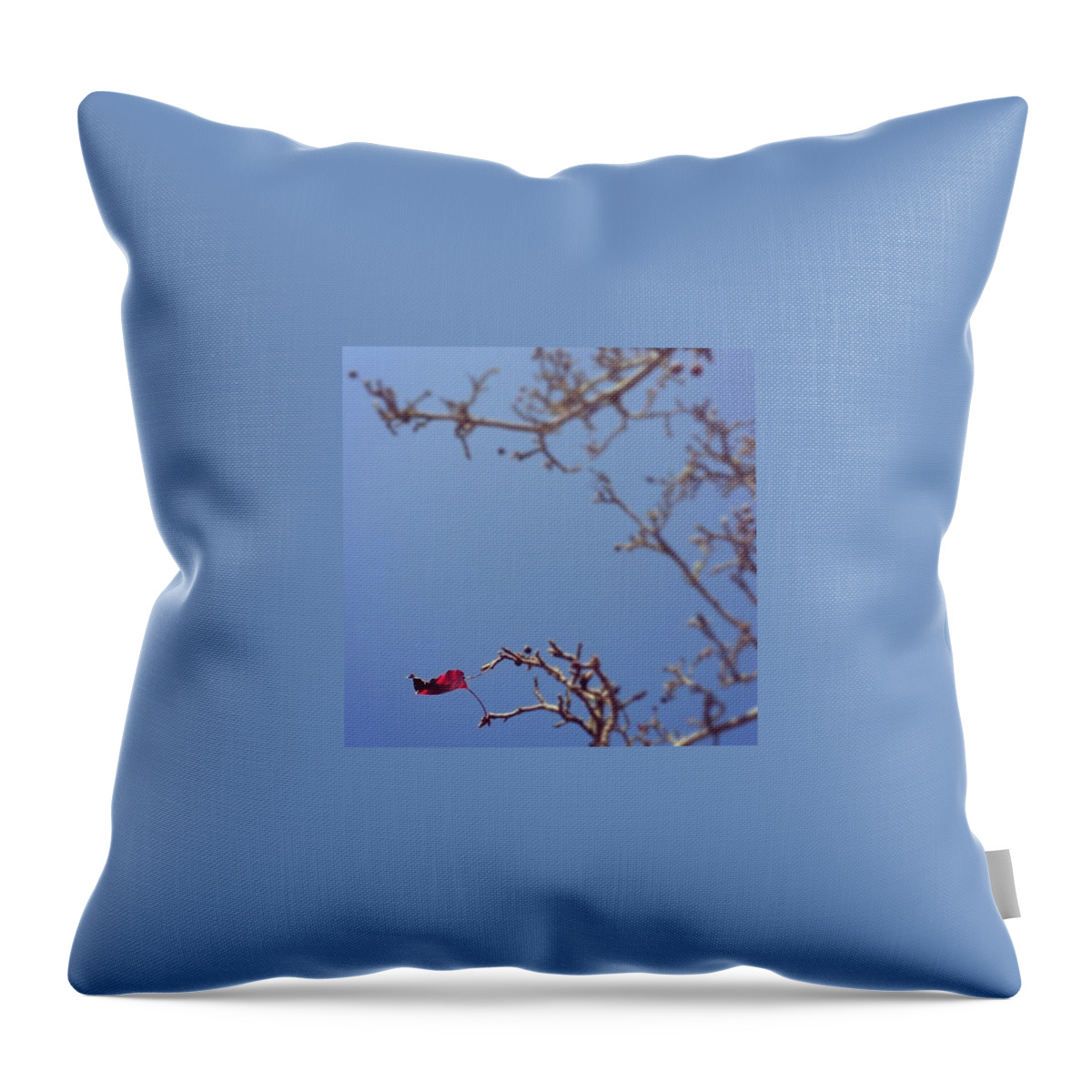 Single Leaf Throw Pillow featuring the photograph Lone Leaf by Alison Photography