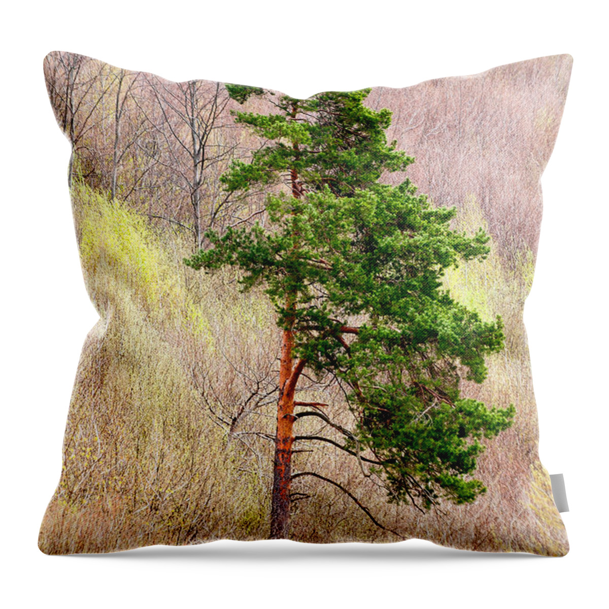 Pine Throw Pillow featuring the photograph Lone Pine by Les Palenik