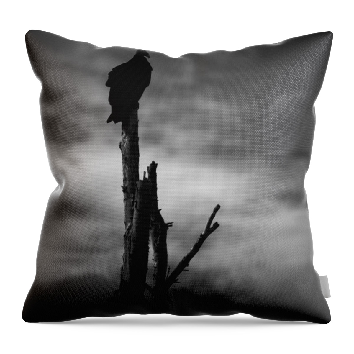 Florida Throw Pillow featuring the photograph Lone Vulture by Bradley R Youngberg