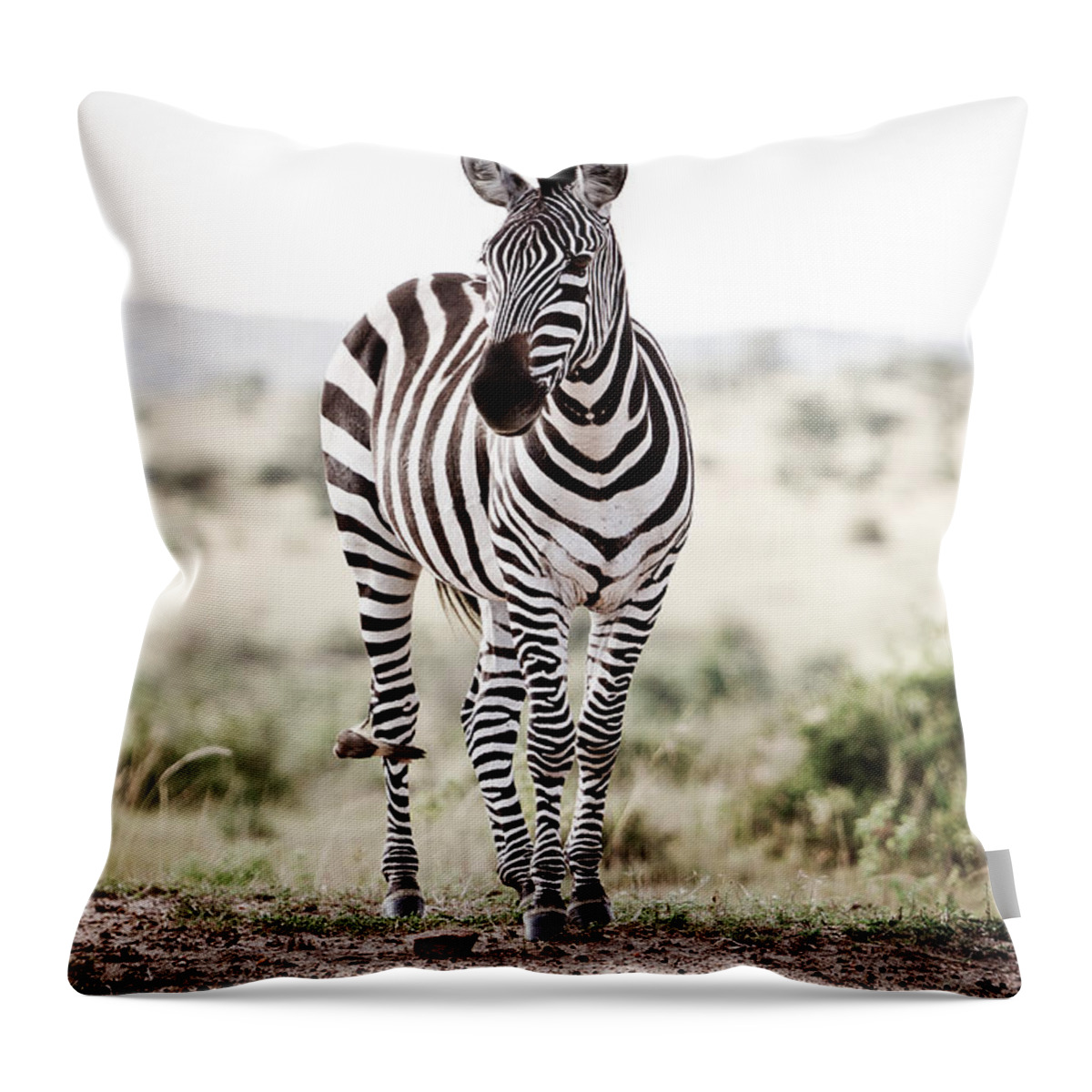 Africa Throw Pillow featuring the photograph Lone Zebra by Mike Gaudaur