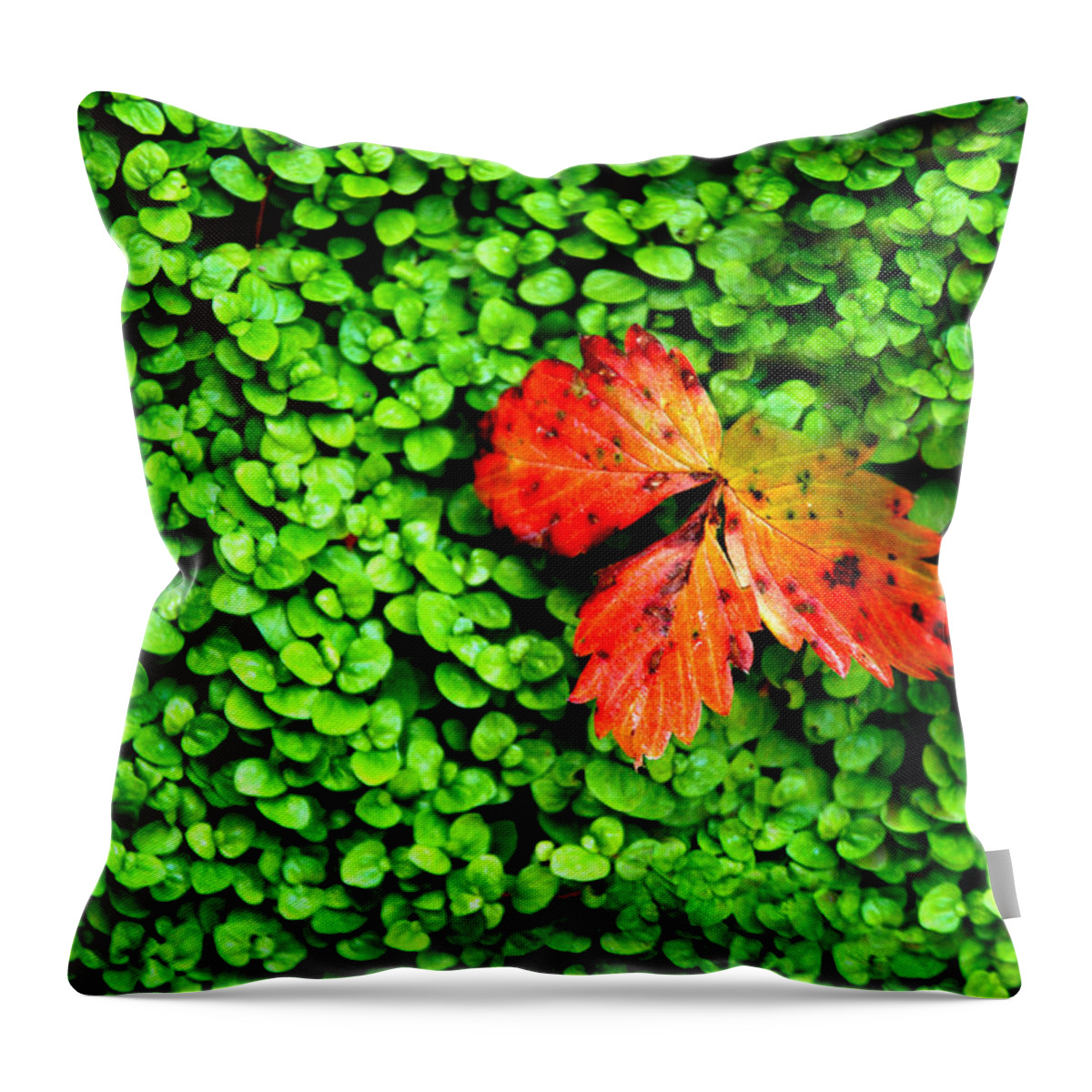Leaf Throw Pillow featuring the photograph Lonely Leaf by Norma Brock