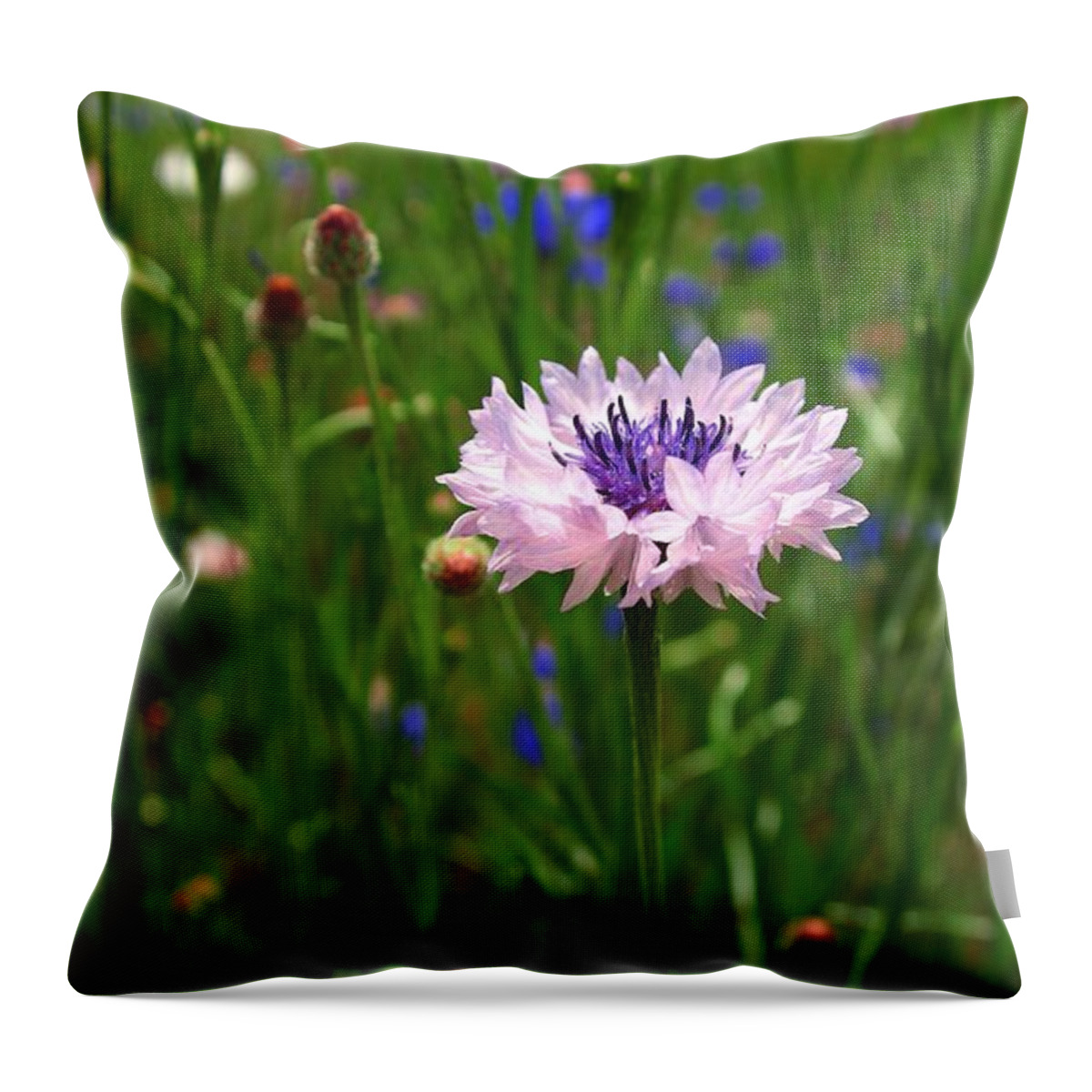 Bachelor Button Throw Pillow featuring the photograph Lonely by Lynn Hopwood