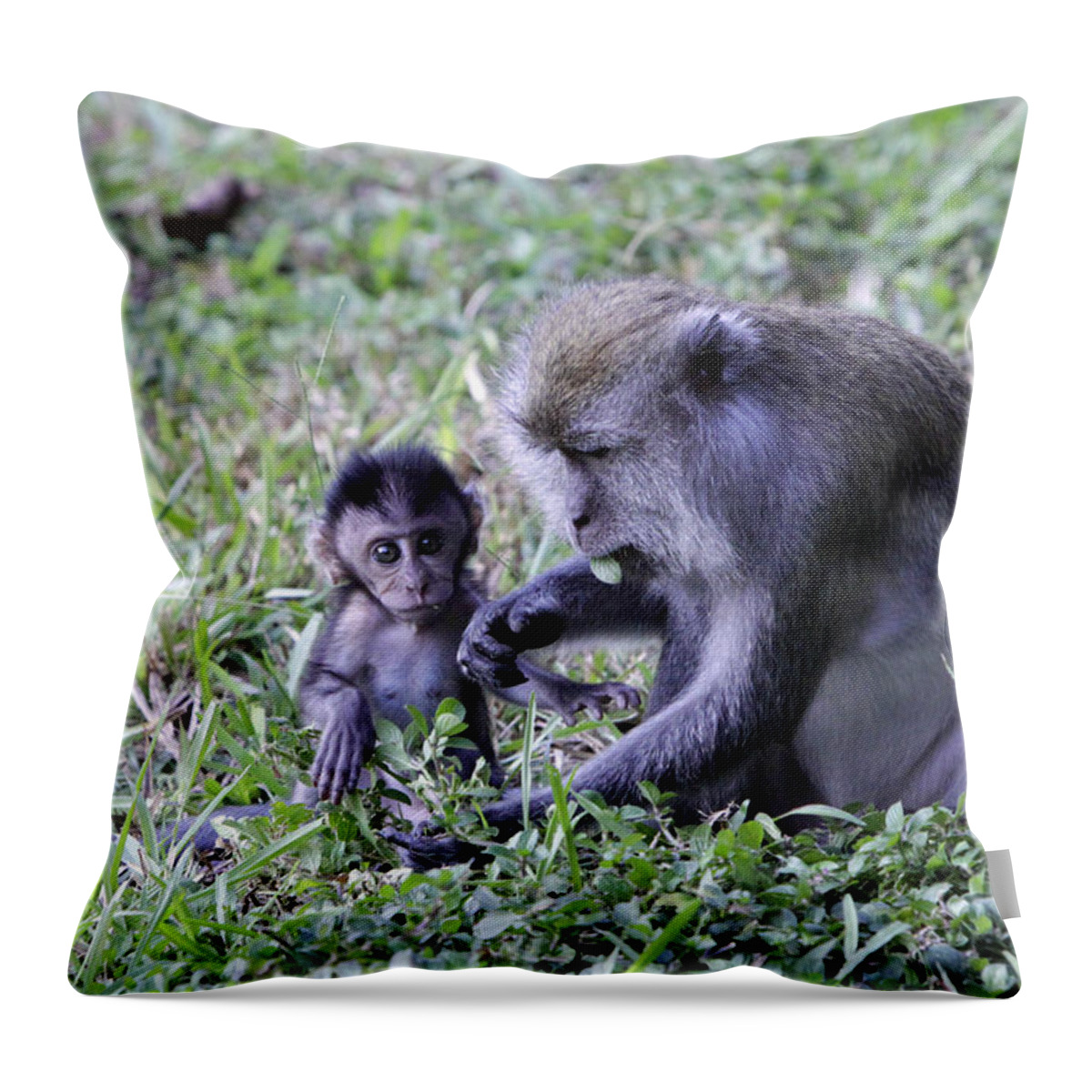 Long Tailed Macaque Throw Pillow featuring the photograph Long Tailed Macaque Family by Shoal Hollingsworth