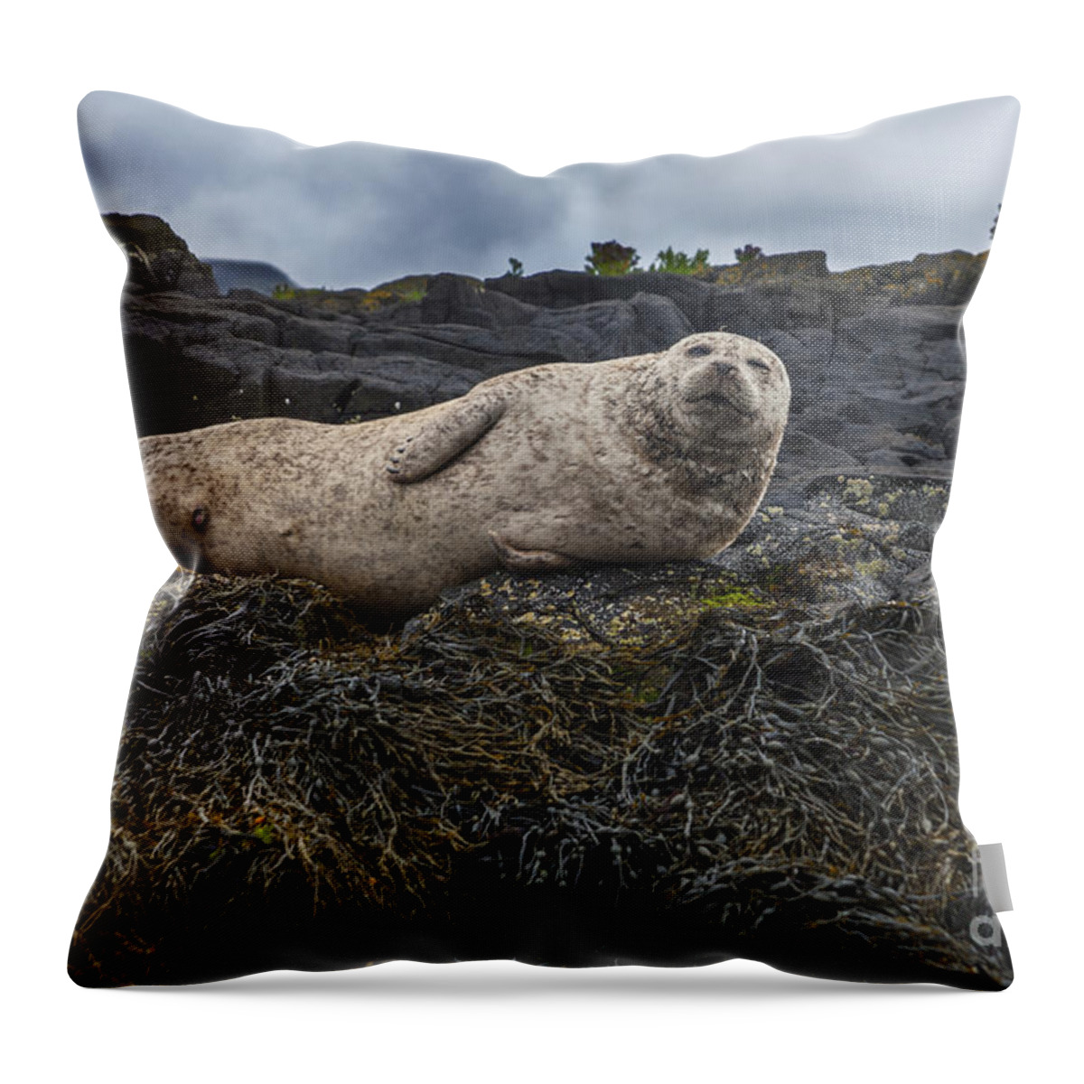 Harbor Throw Pillow featuring the photograph Look at Me by Diane Macdonald