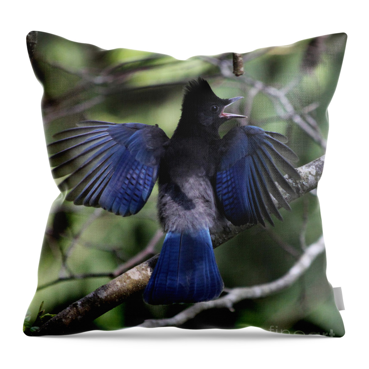 Bird Throw Pillow featuring the photograph Look At My Wings by Alyce Taylor