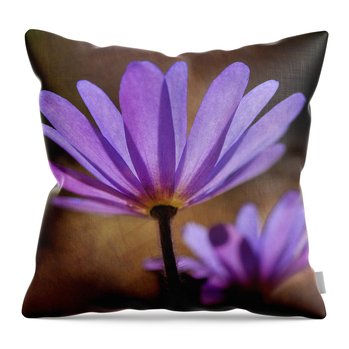 Macro Throw Pillow featuring the photograph Look Towards The Light by Liz Mackney