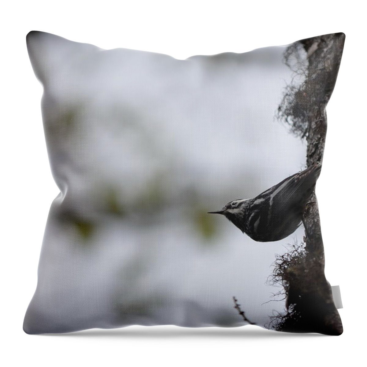 Nature Throw Pillow featuring the photograph Looking Ahead by James Petersen