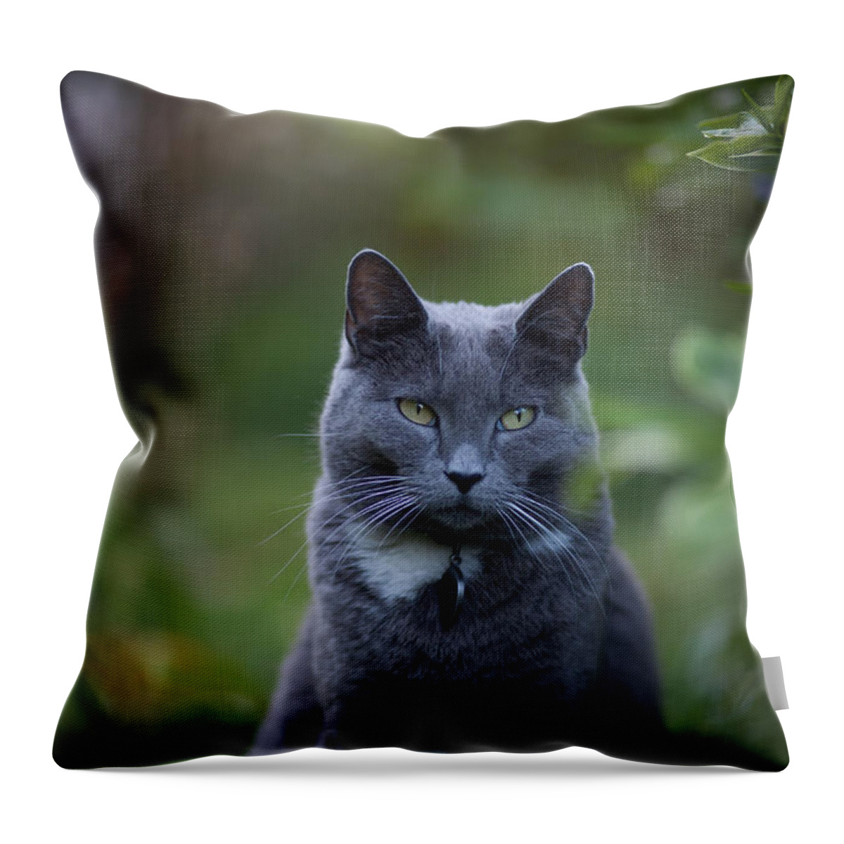 Cat Throw Pillow featuring the photograph Looking Away by Mike Reid
