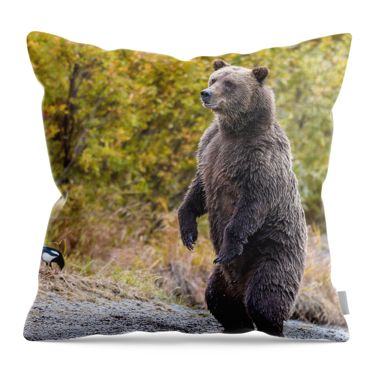 Bear Throw Pillow featuring the photograph Looking For Trouble by Kevin Dietrich