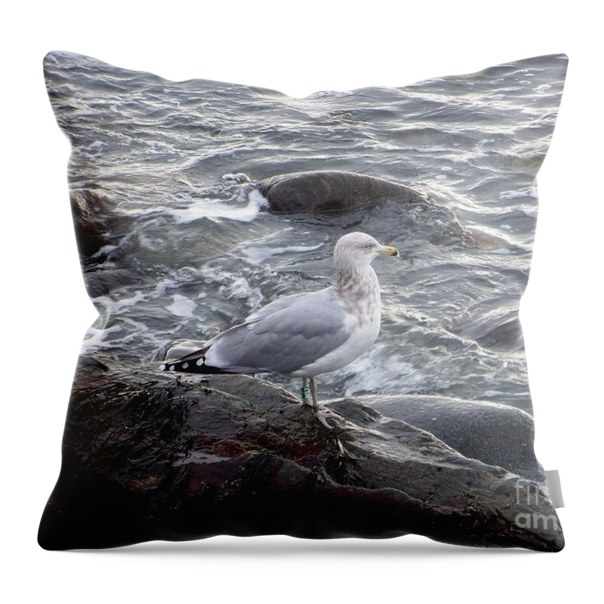 Sea Gulls Throw Pillow featuring the photograph Seagull on the Rocky Coast by Eunice Miller
