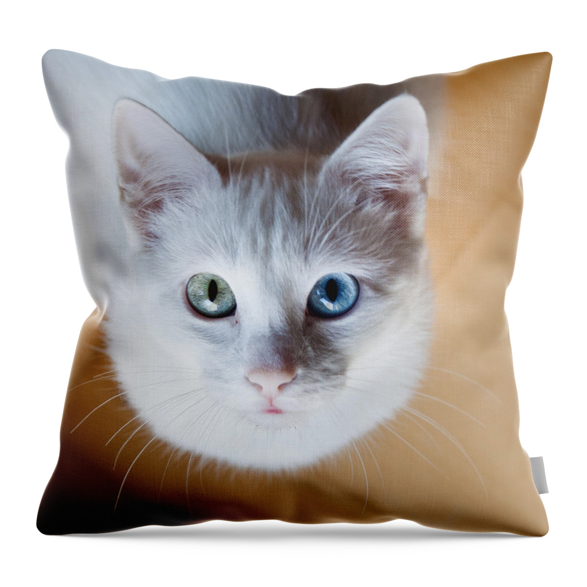 Cat Throw Pillow featuring the photograph Looking up by Jorge Maia