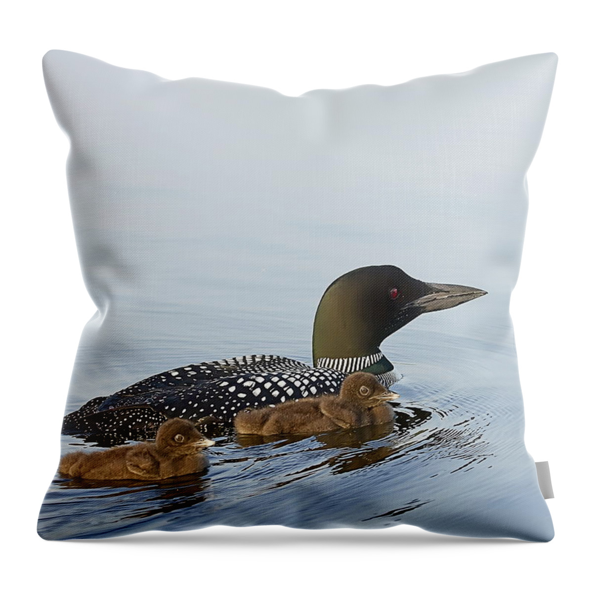 Common Loon Throw Pillow featuring the photograph Loon Chicks Cruising with Mom by John Vose