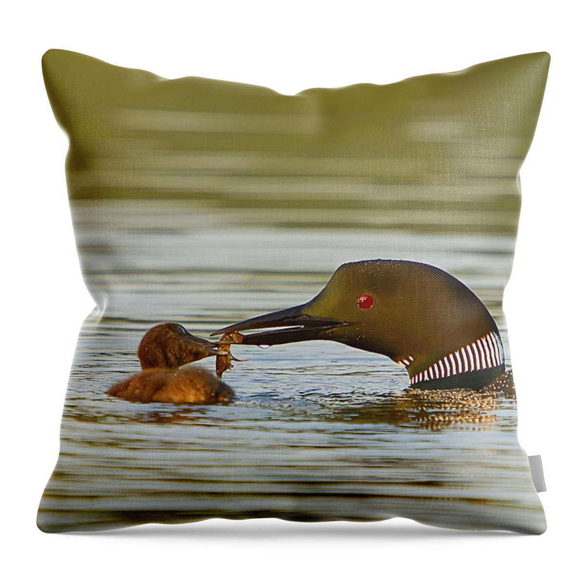 Loon Throw Pillow featuring the photograph Loon Feeding Chick by John Vose