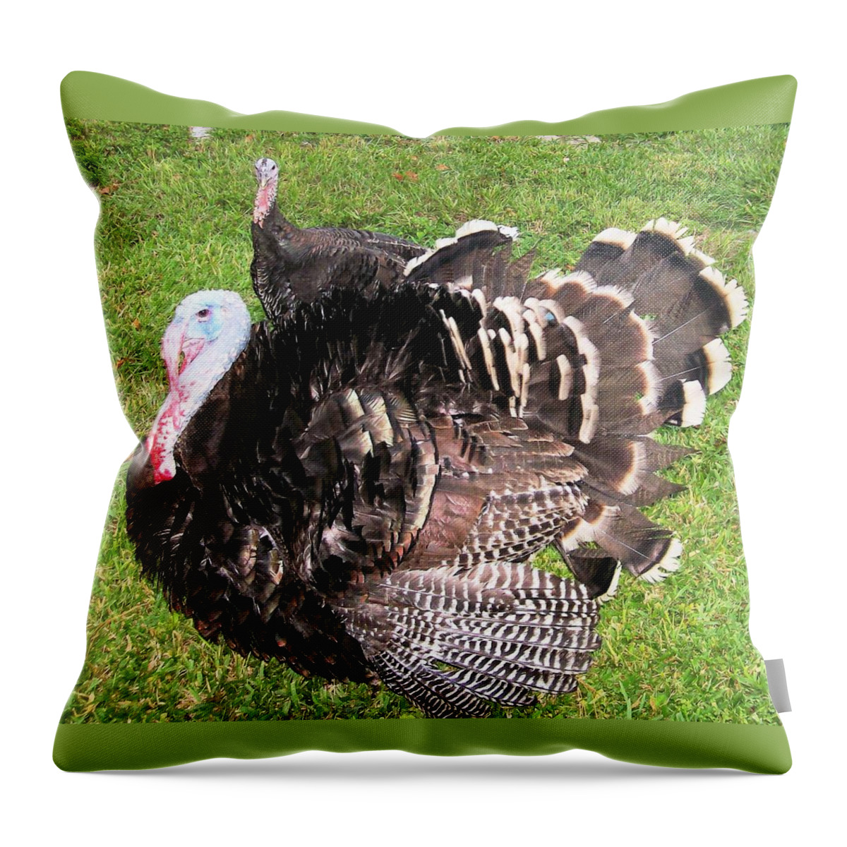 Beautiful Pair Of #turkeys In Our Yard. They Were A Little Lost And Confused So I Grabbed The Camera And Took Advantage. :)#bright #blue #red Black And White #feathers Throw Pillow featuring the photograph Lost City Turkeys by Belinda Lee
