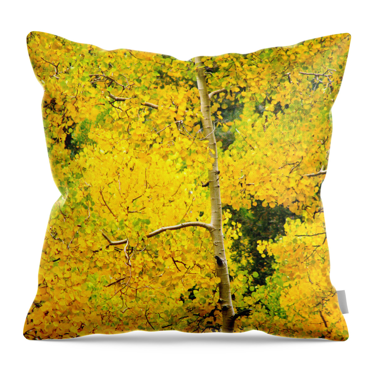 Aspens Throw Pillow featuring the photograph Lost In Yellow by Roselynne Broussard