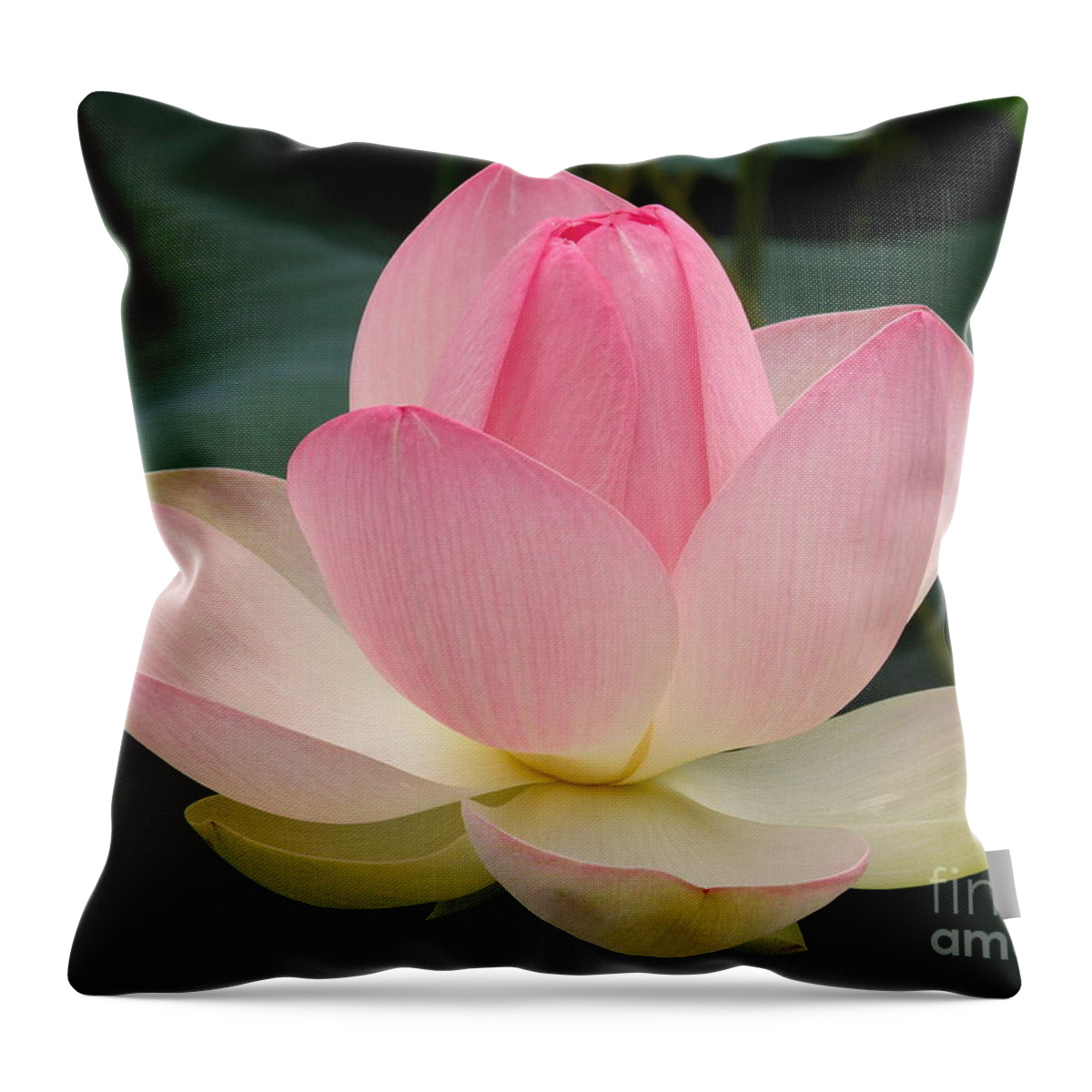 Lotus Blossom Throw Pillow featuring the photograph Lotus in Bloom by Byron Varvarigos