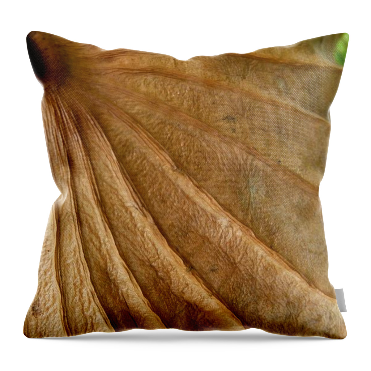 Jane Ford Throw Pillow featuring the photograph Lotus Leaf by Jane Ford