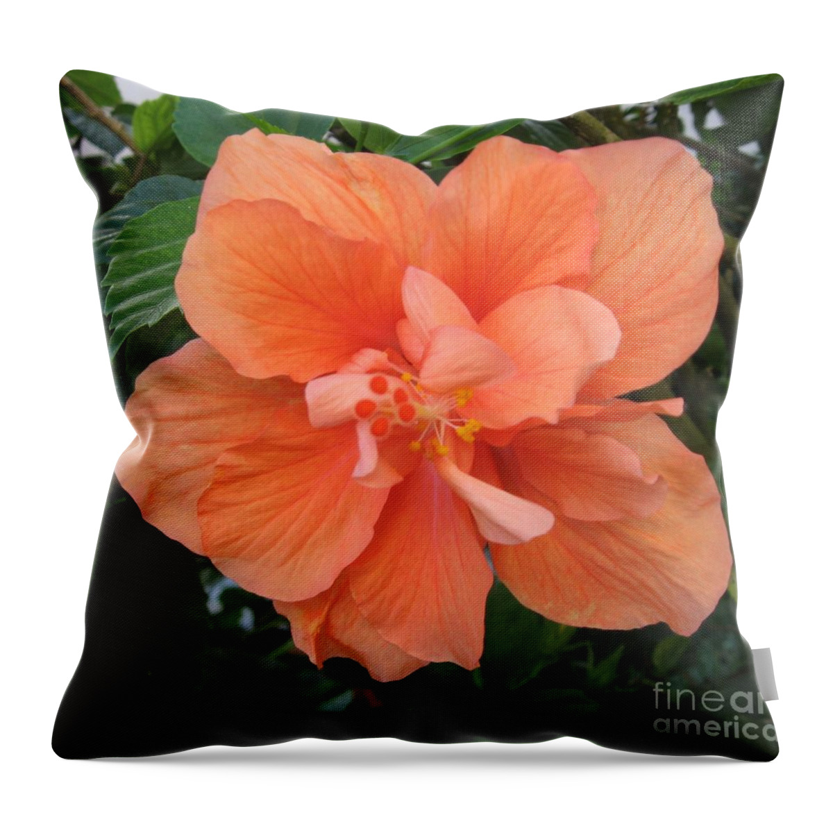 Orange Flower Throw Pillow featuring the photograph Love flowers 3 by Graciela Castro