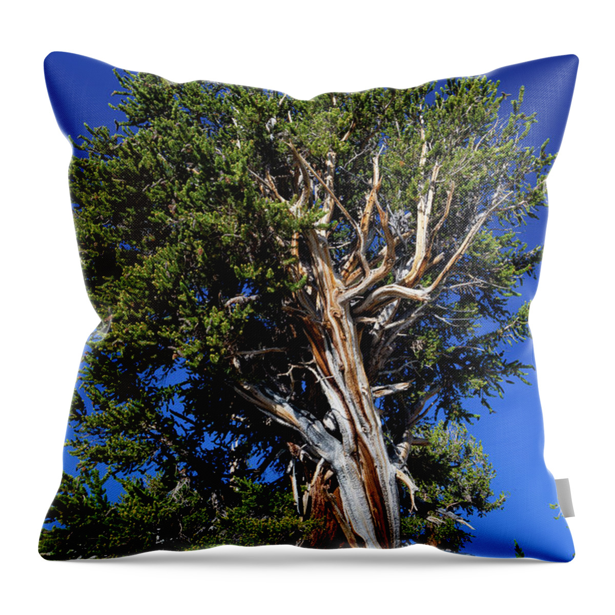 Photography Throw Pillow featuring the photograph Low Angle View Of Pine Tree In Ancient by Panoramic Images