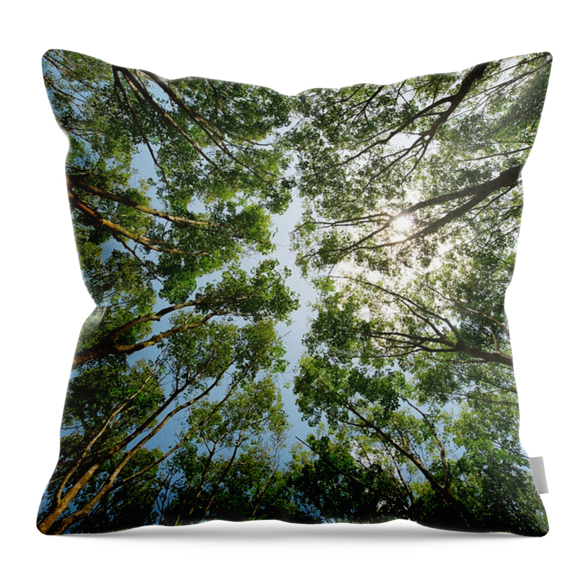 Directly Below Throw Pillow featuring the photograph Low Angle View Of The Tops Of Rubber by Stuart Corlett / Design Pics