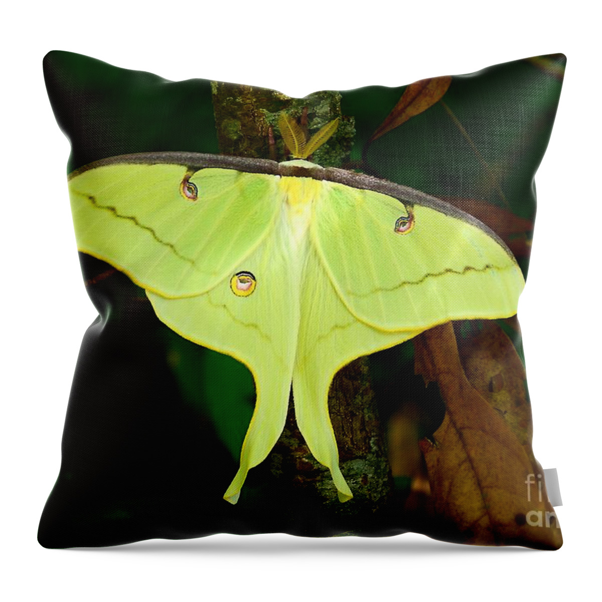 Luna Moth Throw Pillow featuring the photograph Luna Moth by Kathy Baccari