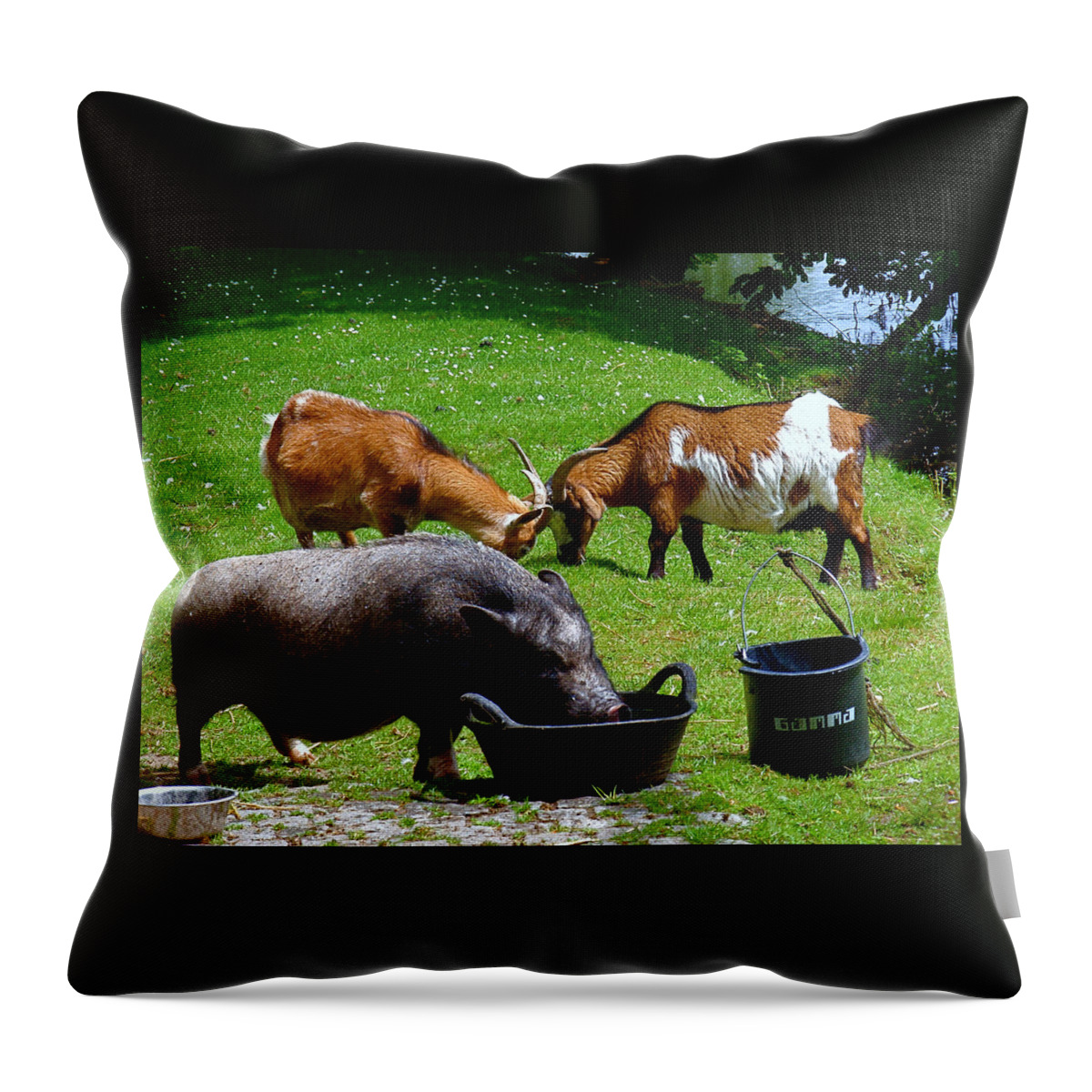 Utrecht Throw Pillow featuring the photograph Lunchtime by Rona Black