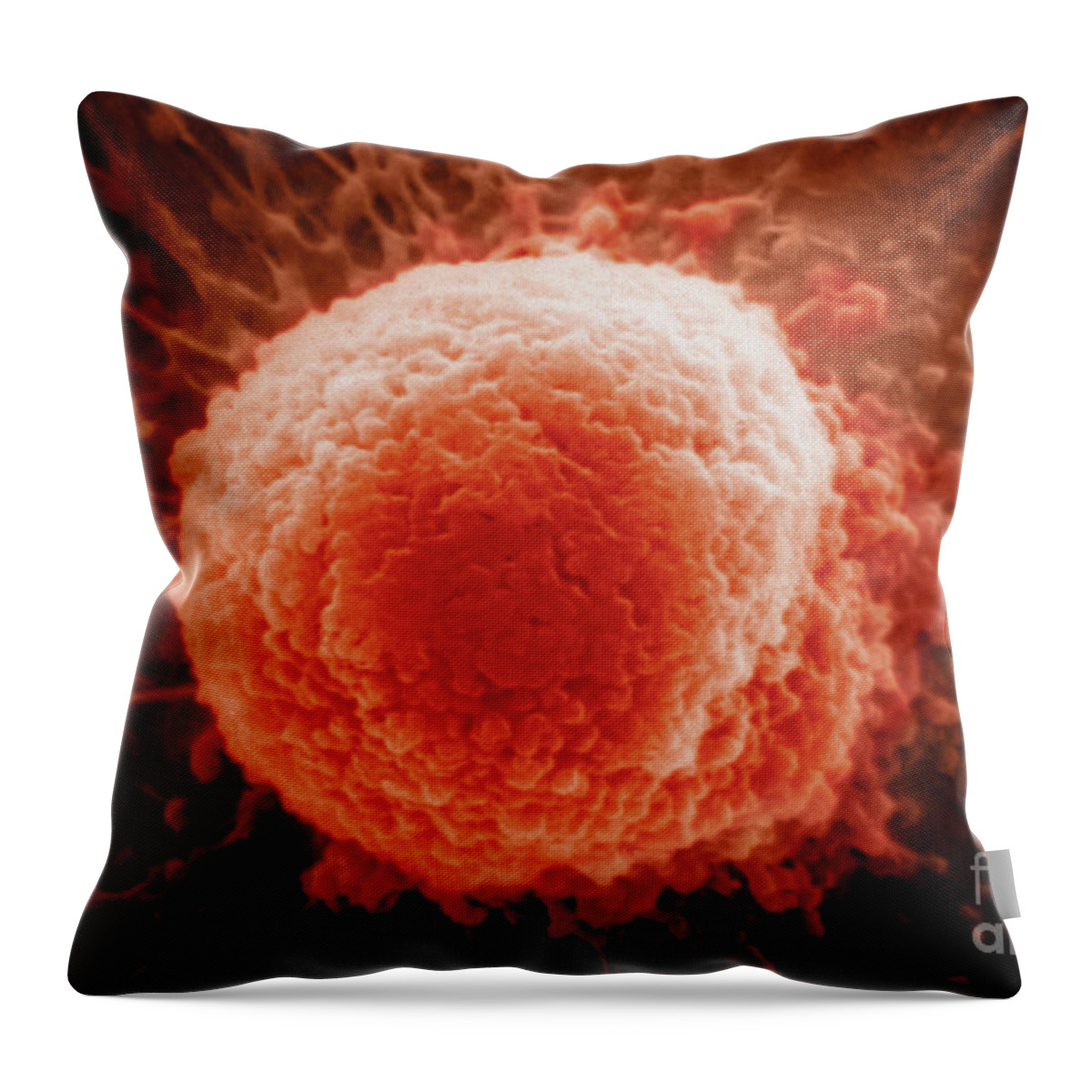 Science Throw Pillow featuring the photograph Macrophage Sem by Dr. Cecil H. Fox