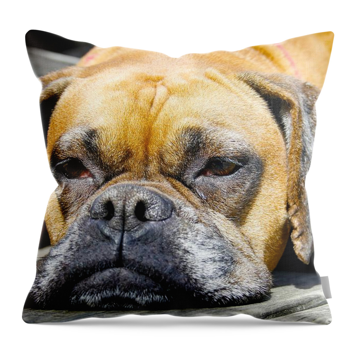 Boxer Throw Pillow featuring the photograph Macy's Lazy Days by Jeff Mize