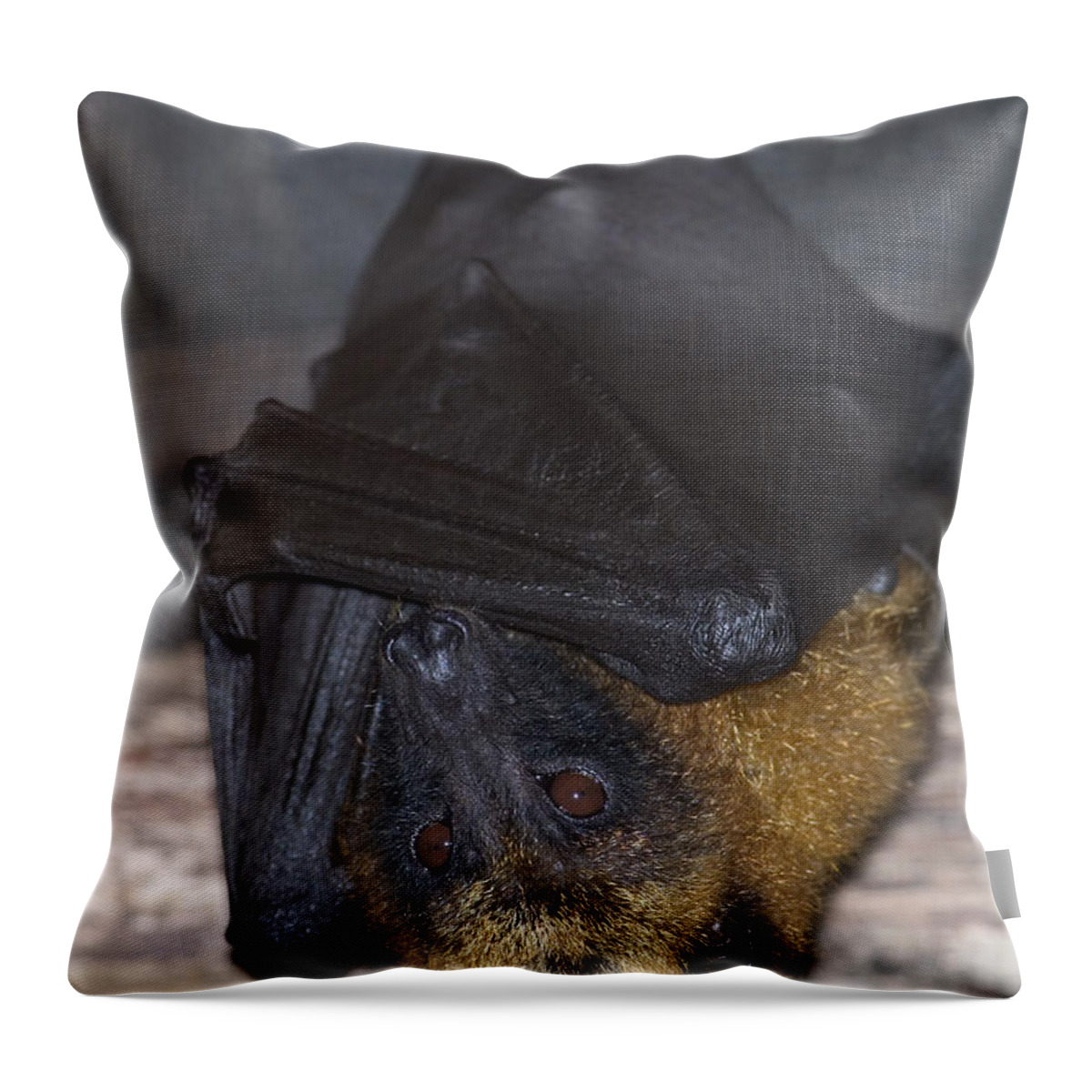 Animal Throw Pillow featuring the photograph Madagascar Flying Fox by Gregory G. Dimijian