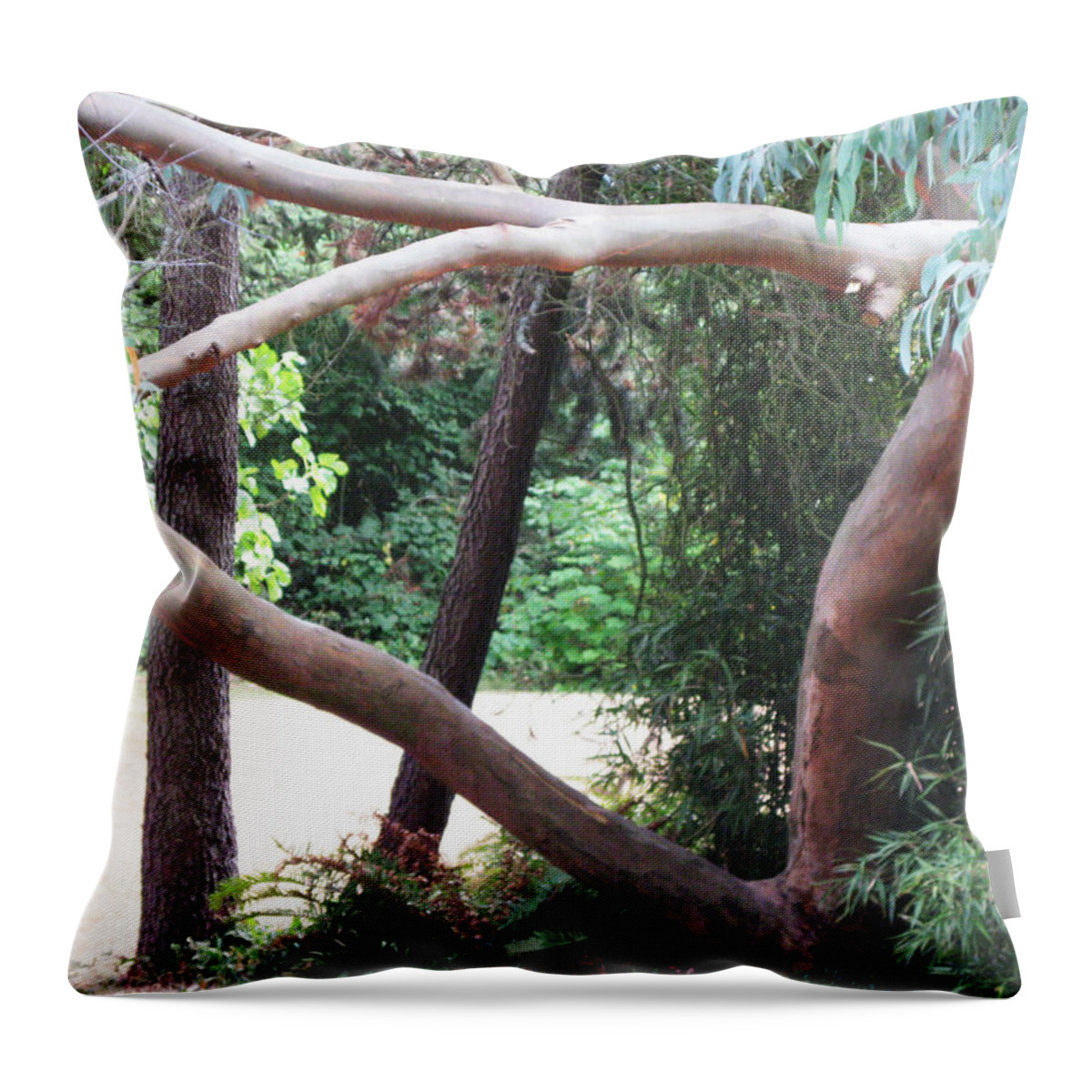 Madrona Throw Pillow featuring the photograph Madrona by David Trotter