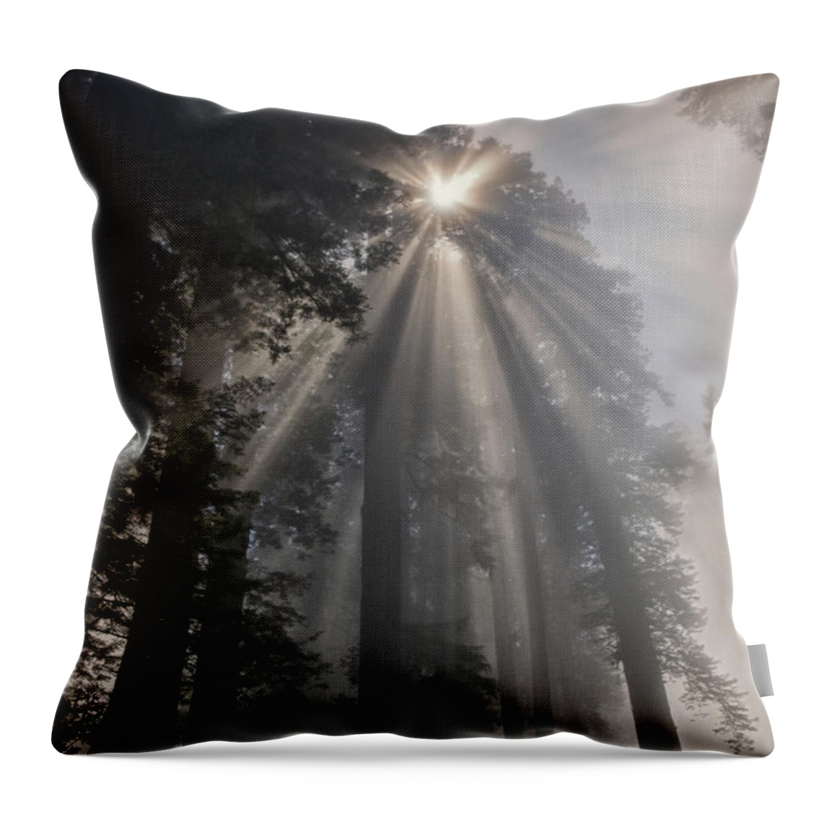 Forest Throw Pillow featuring the photograph Magical Morning by Betty Depee