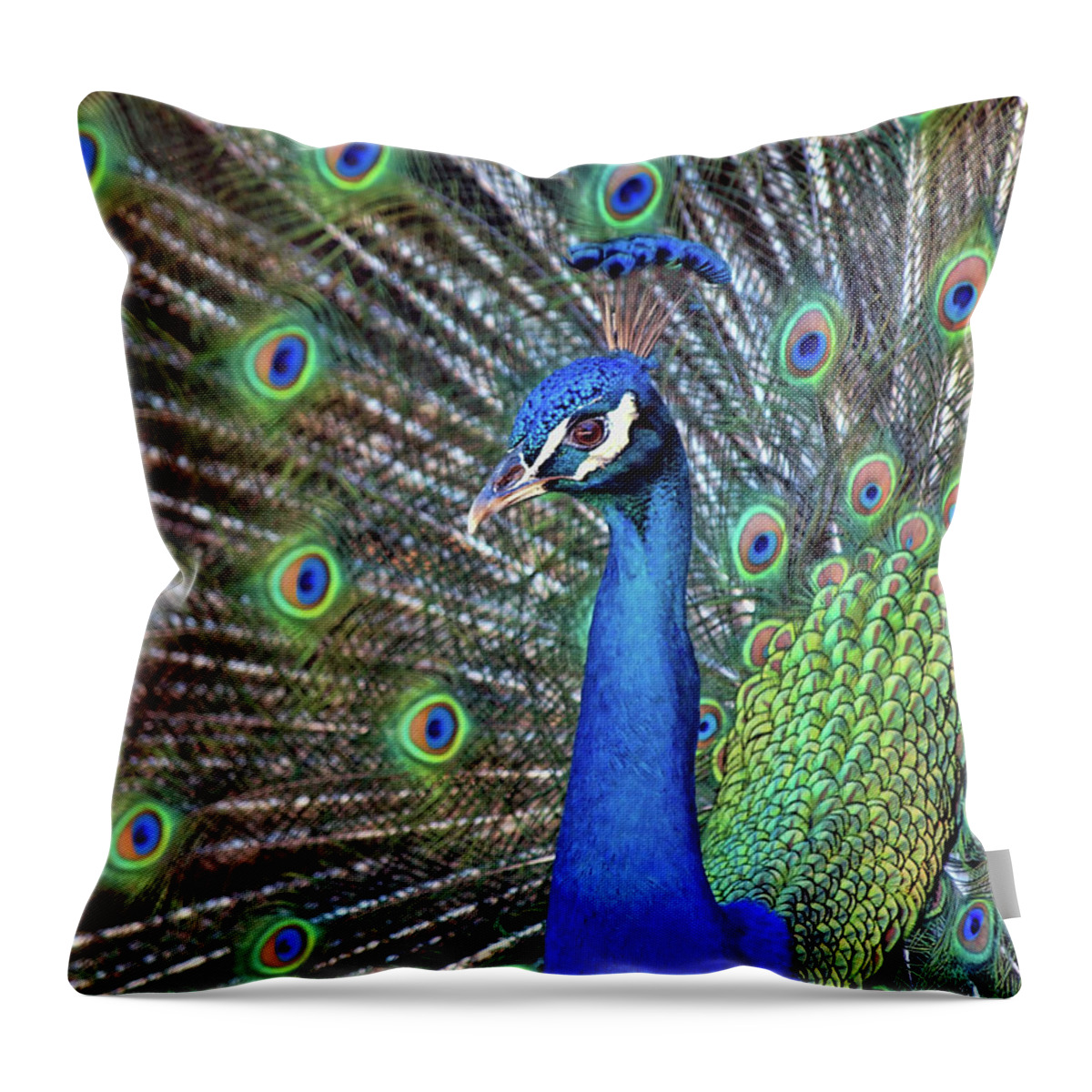 Animal Themes Throw Pillow featuring the photograph Magnificent Peacock by Sandra L. Grimm