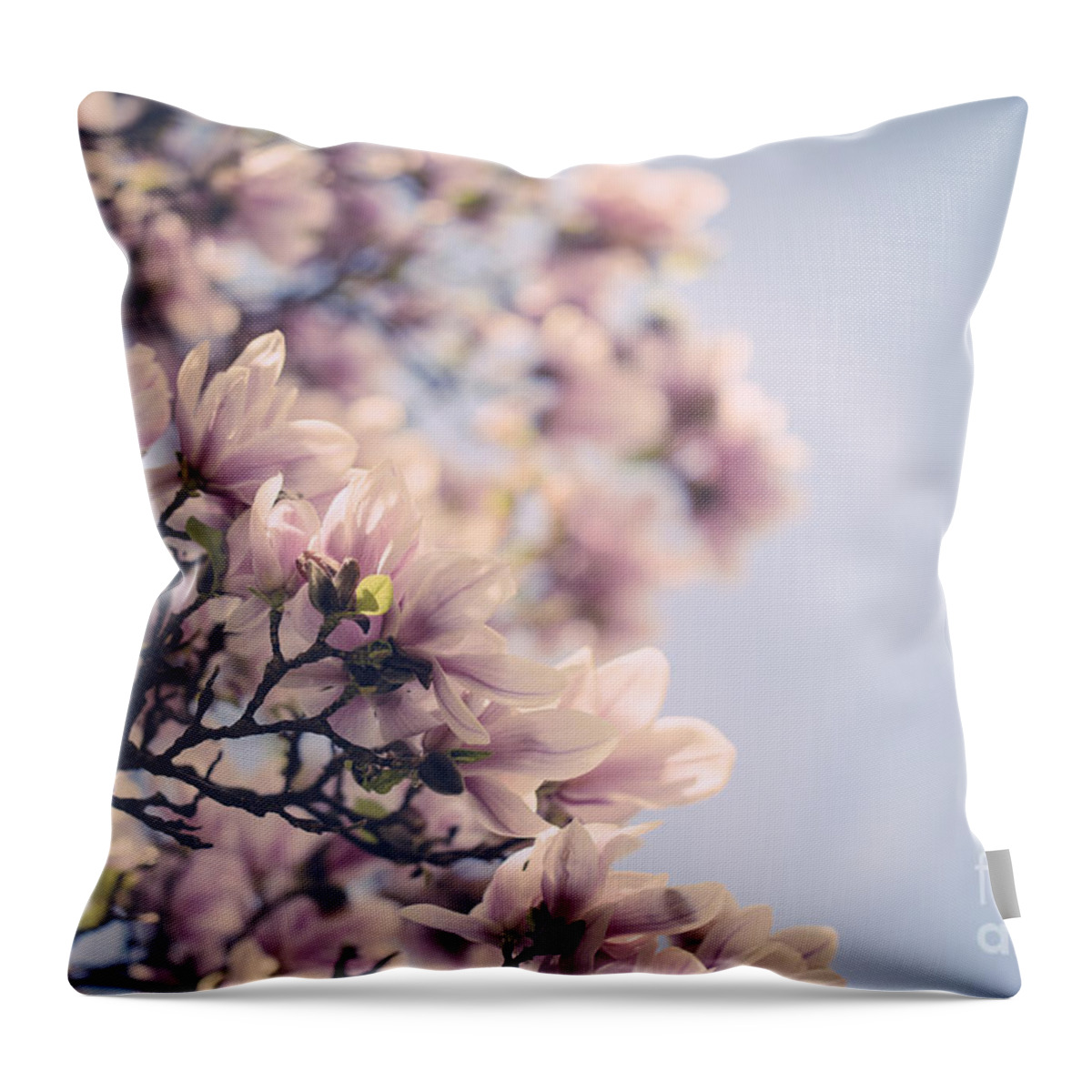 Magnolia Throw Pillow featuring the photograph Magnolia Flowers by Nailia Schwarz