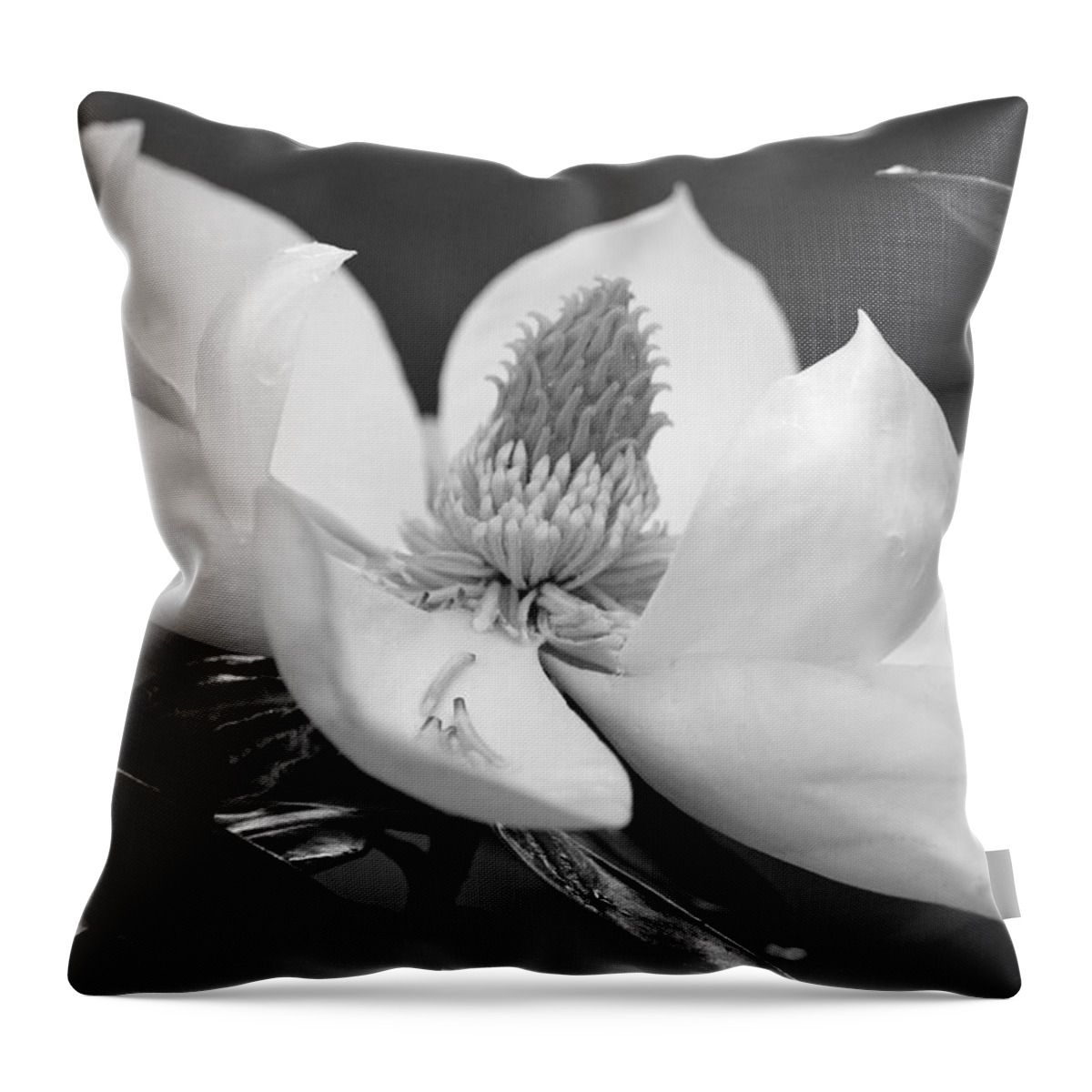 Black And White Throw Pillow featuring the photograph Magnolia in May - Black and White by Suzanne Gaff