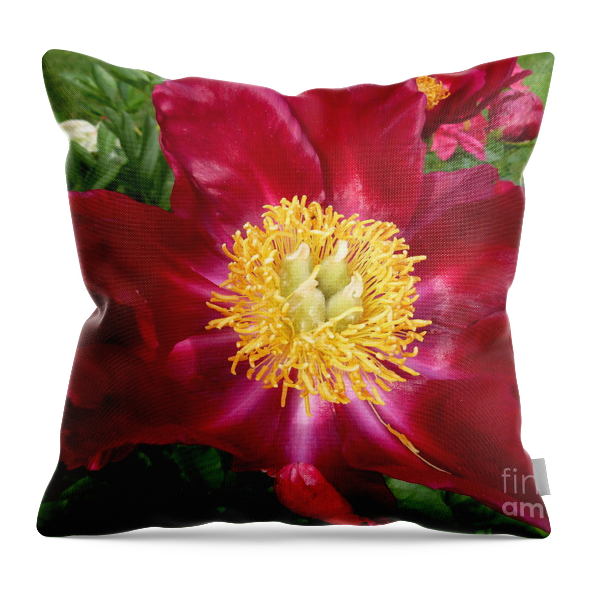 Peony Flower Throw Pillow featuring the photograph Mahogany Peony by Lingfai Leung