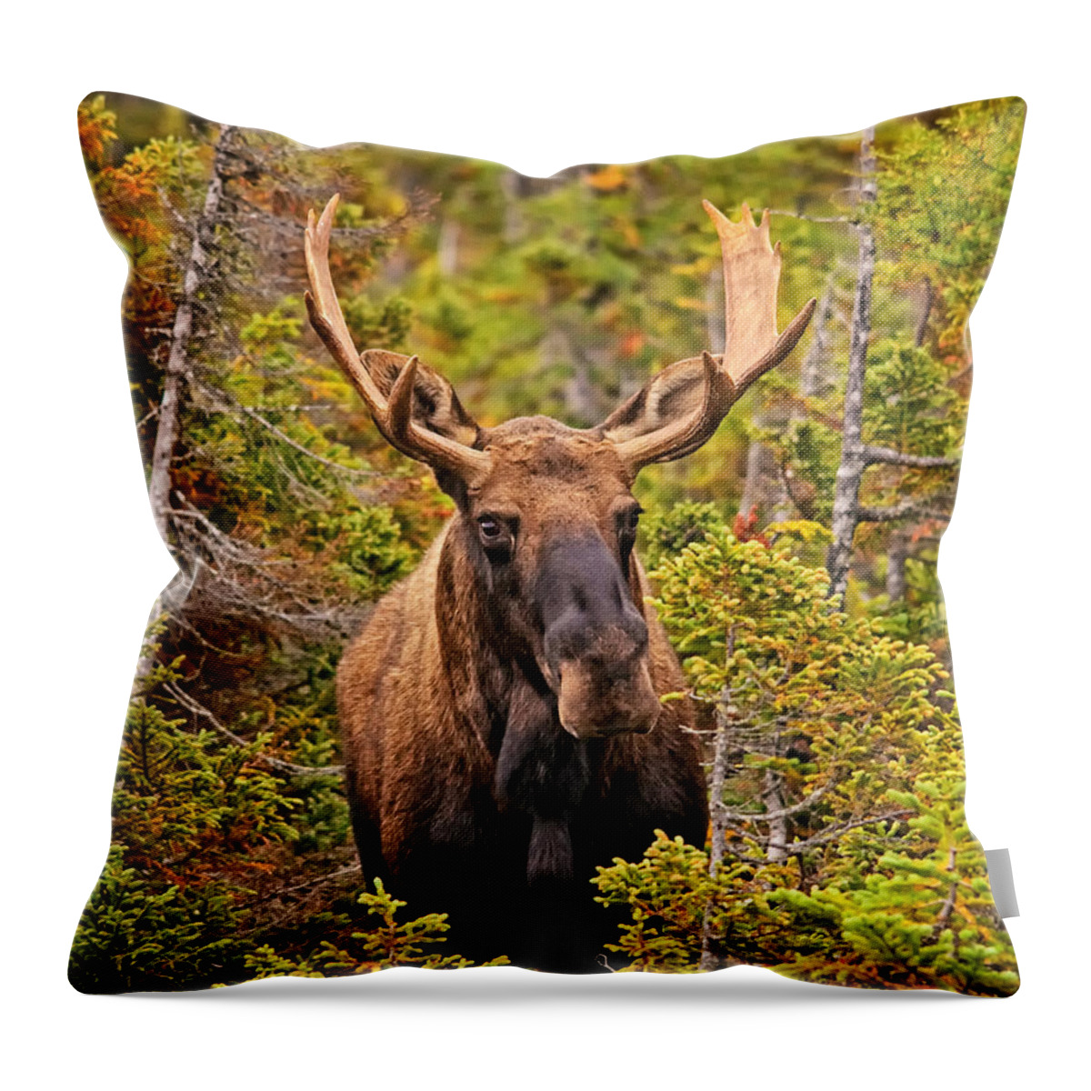 Moose Throw Pillow featuring the photograph Maine Bull Moose by Timothy Flanigan