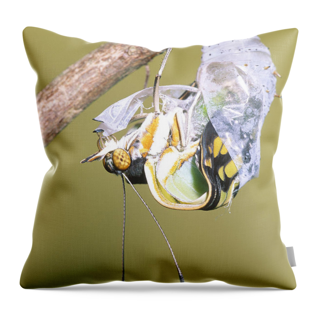 Animal Throw Pillow featuring the photograph Malachite Butterfly Emerging 4 Of 6 by Millard H. Sharp