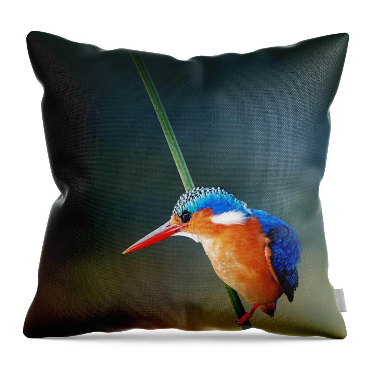 #faatoppicks Throw Pillow featuring the photograph Malachite Kingfisher by Johan Swanepoel