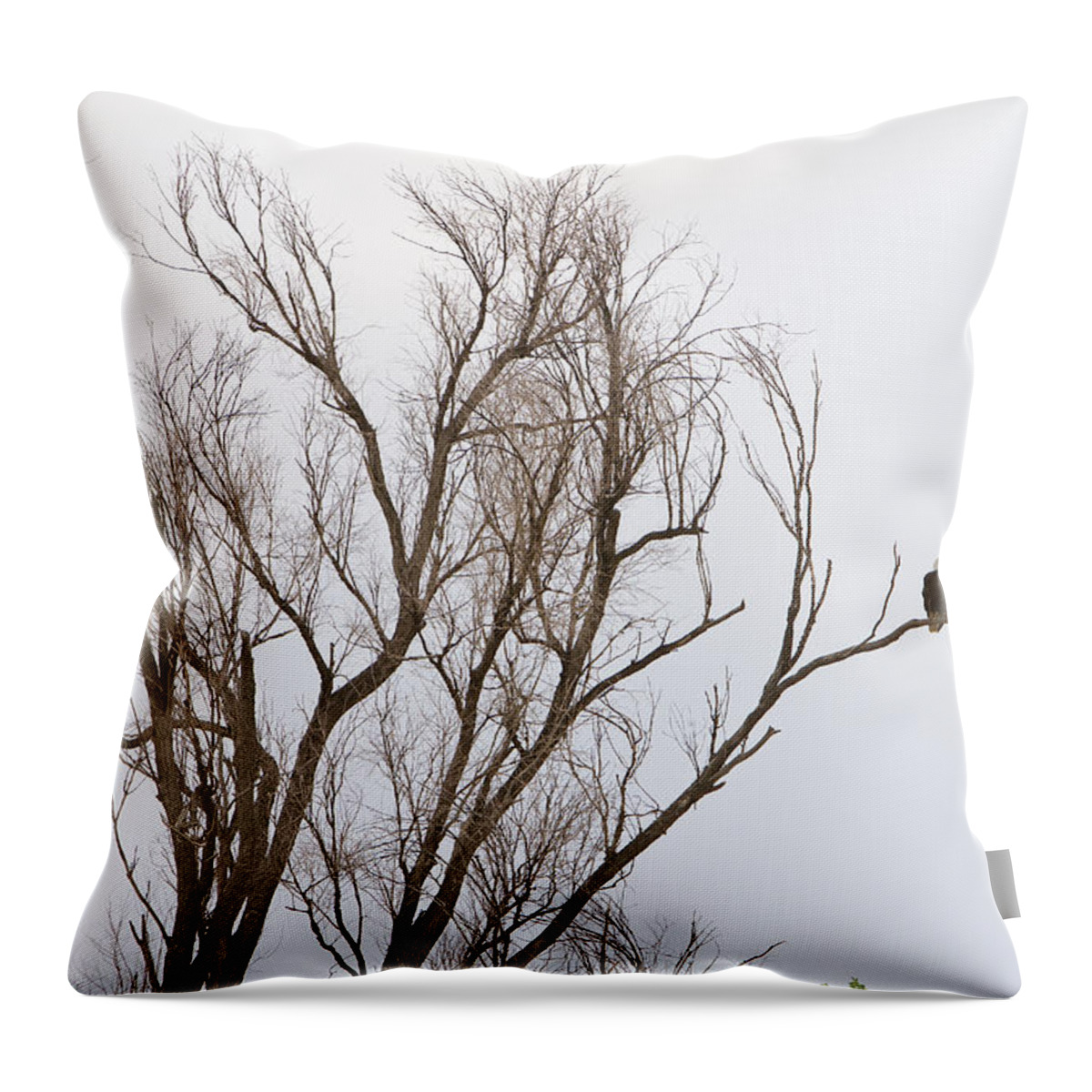 Bald Eagles Throw Pillow featuring the photograph Male and Female Bald Eagles by James BO Insogna
