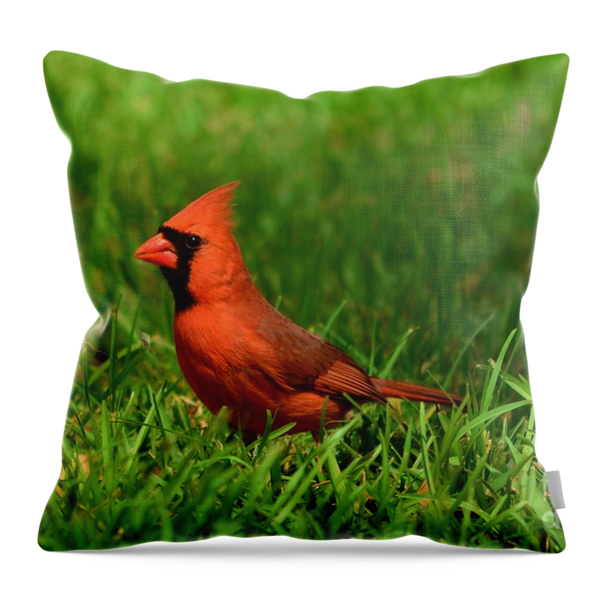 Cardinal Throw Pillow featuring the photograph Male Cardinal by Bob Sample
