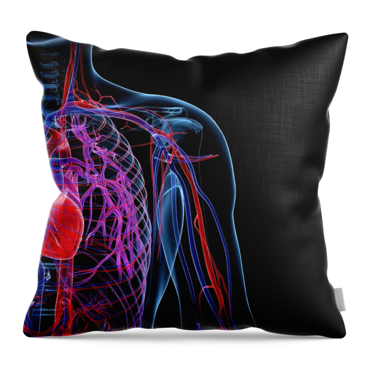Anatomy Throw Pillow featuring the digital art Male Cardiovascular System, Artwork by Science Photo Library - Sciepro