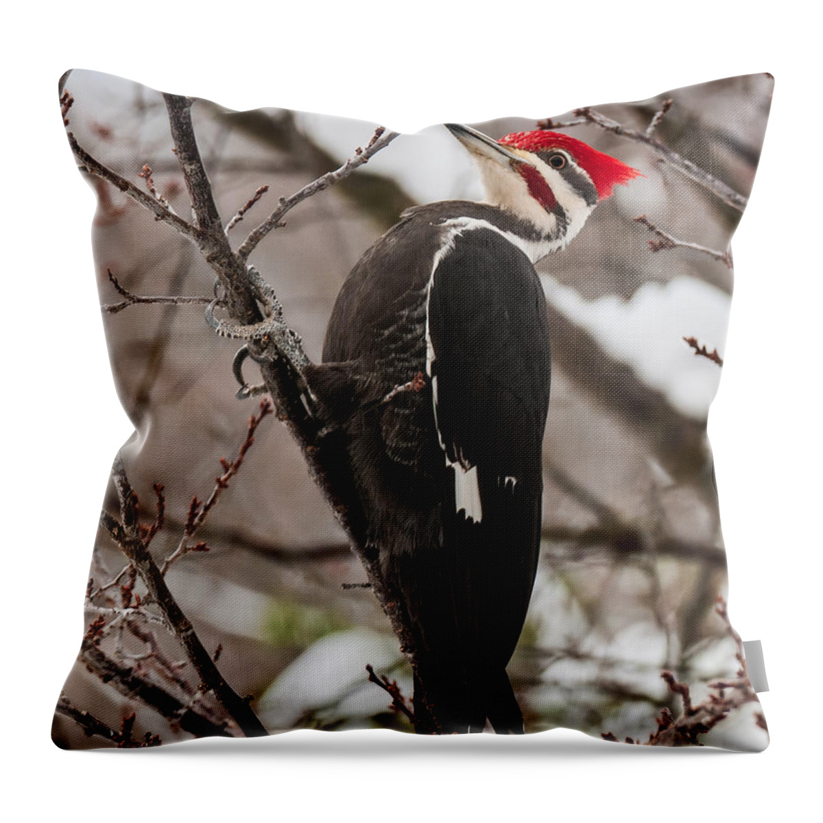 Male Pileated Woodpecker Throw Pillow featuring the photograph Male Pileated Woodpecker 1 by Lara Ellis