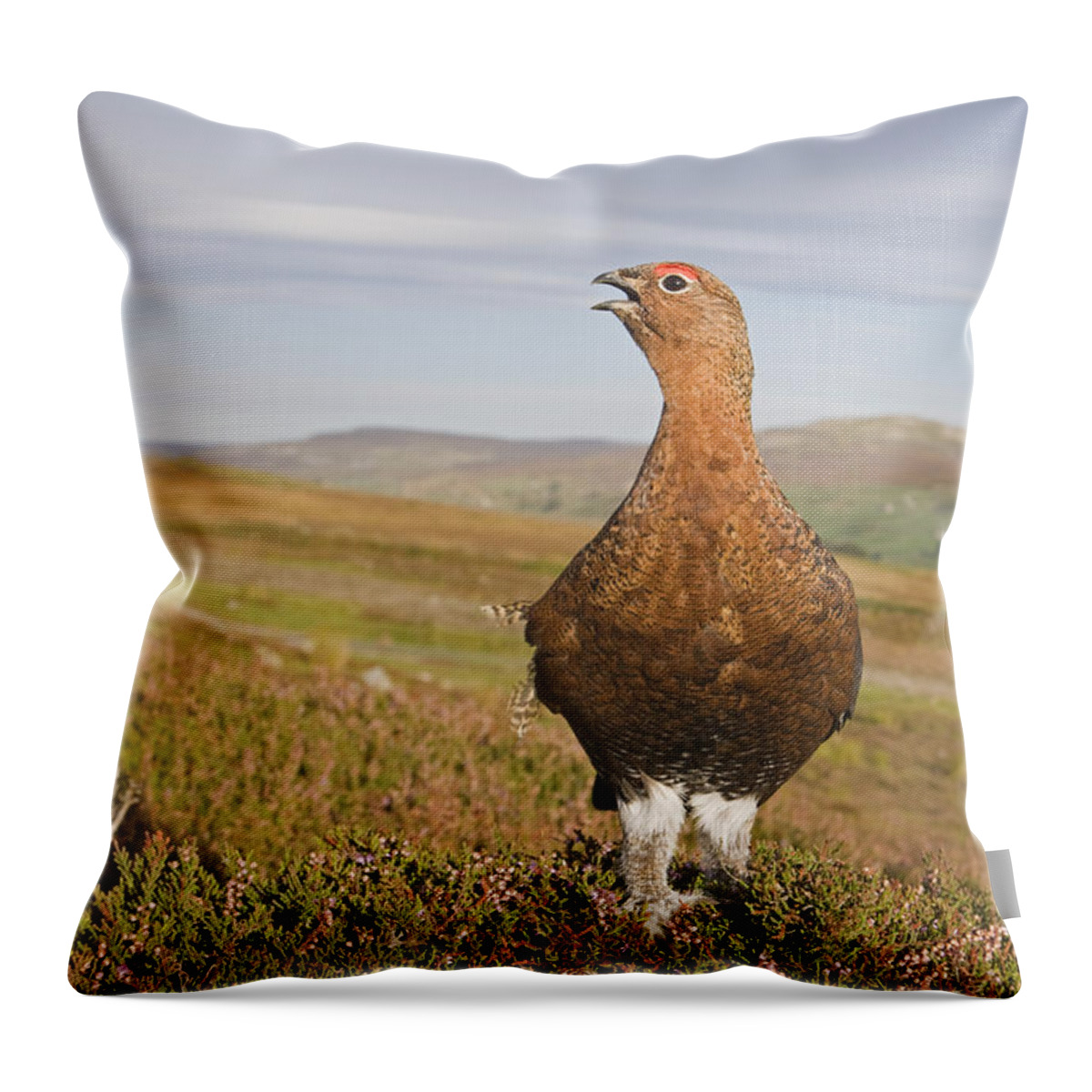 Flpa Throw Pillow featuring the photograph Male Red Grouse Calling On Moorland by Dickie Duckett