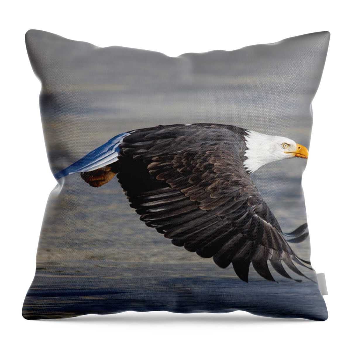 Bald.male Throw Pillow featuring the photograph Male wild bald eagle ready to land by Eti Reid